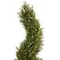 6ft. Potted Rosemary Spiral Tree